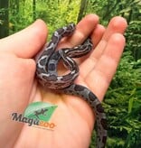 Magazoo Serpent des blés Charcoal  #2. Femelle 01-06-26