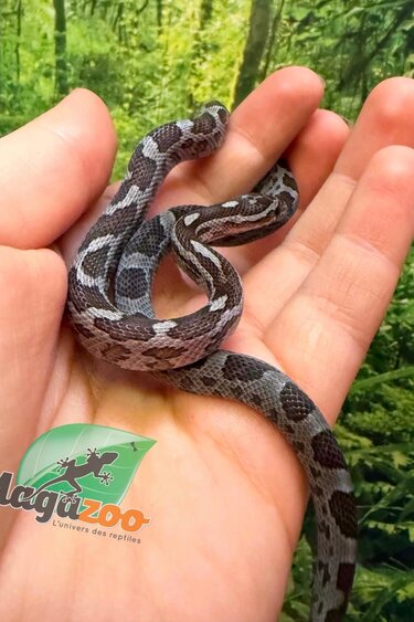 Magazoo Female Charcoal Corn Snake #2 06-01-26
