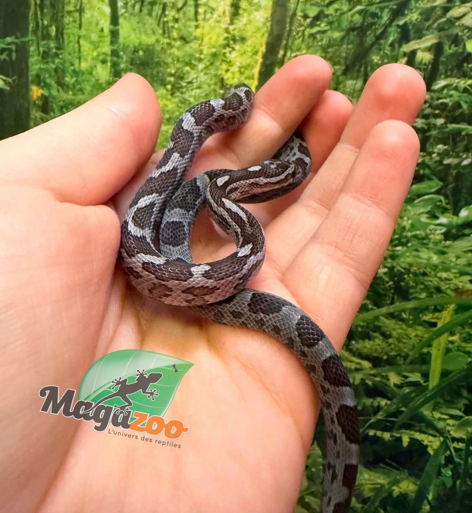 Magazoo Female Charcoal Corn Snake #2 06-01-26