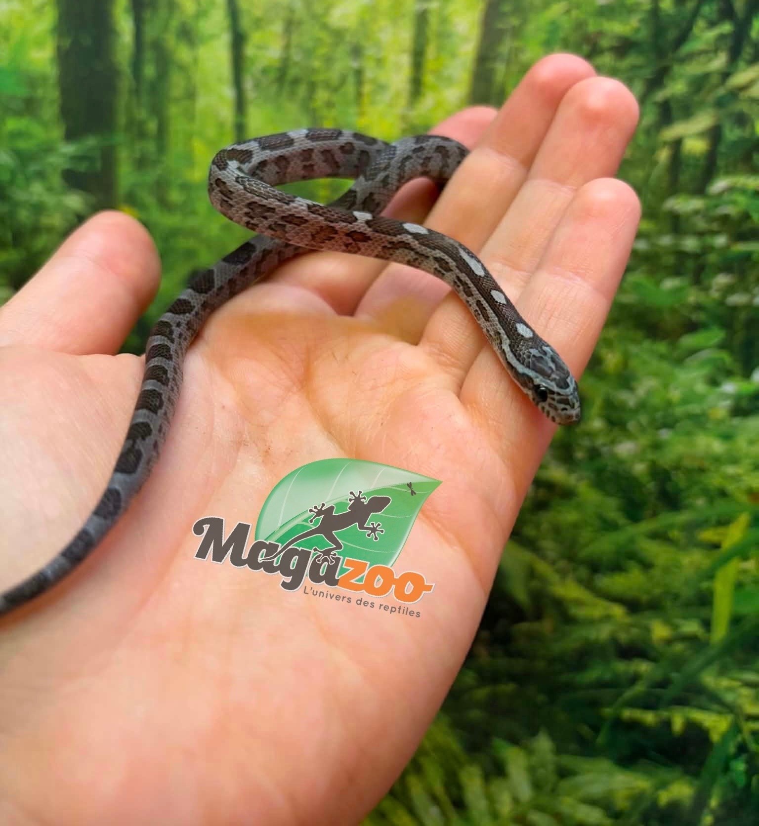 Magazoo Female Charcoal Corn Snake #2 06-01-26