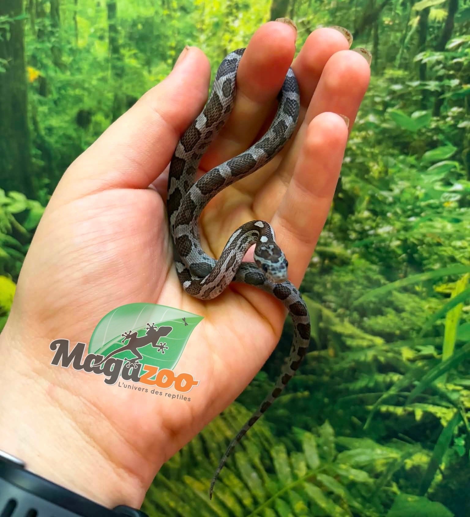 Magazoo Female Charcoal Corn Snake #2 06-01-26