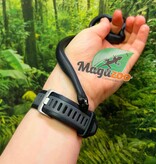 Magazoo Male Mexican black king snake Born May 23, 2026