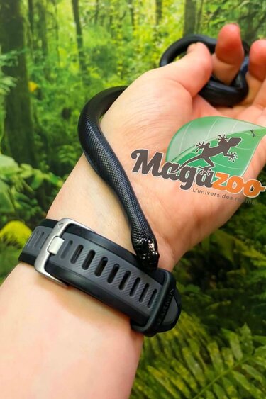Magazoo Male Mexican black king snake Born May 23, 2026