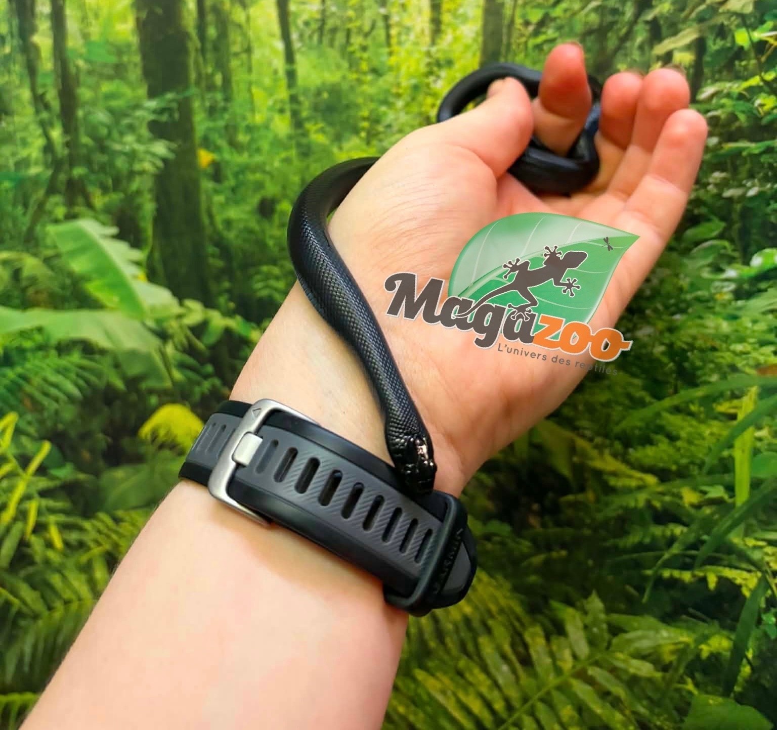 Magazoo Male Mexican black king snake Born May 23, 2026
