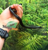 Magazoo Male Mexican black king snake Born May 23, 2026