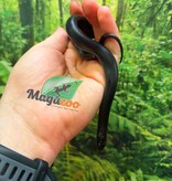 Magazoo Serpent roi noir du Mexique Mâle Né 23 mai 2026
