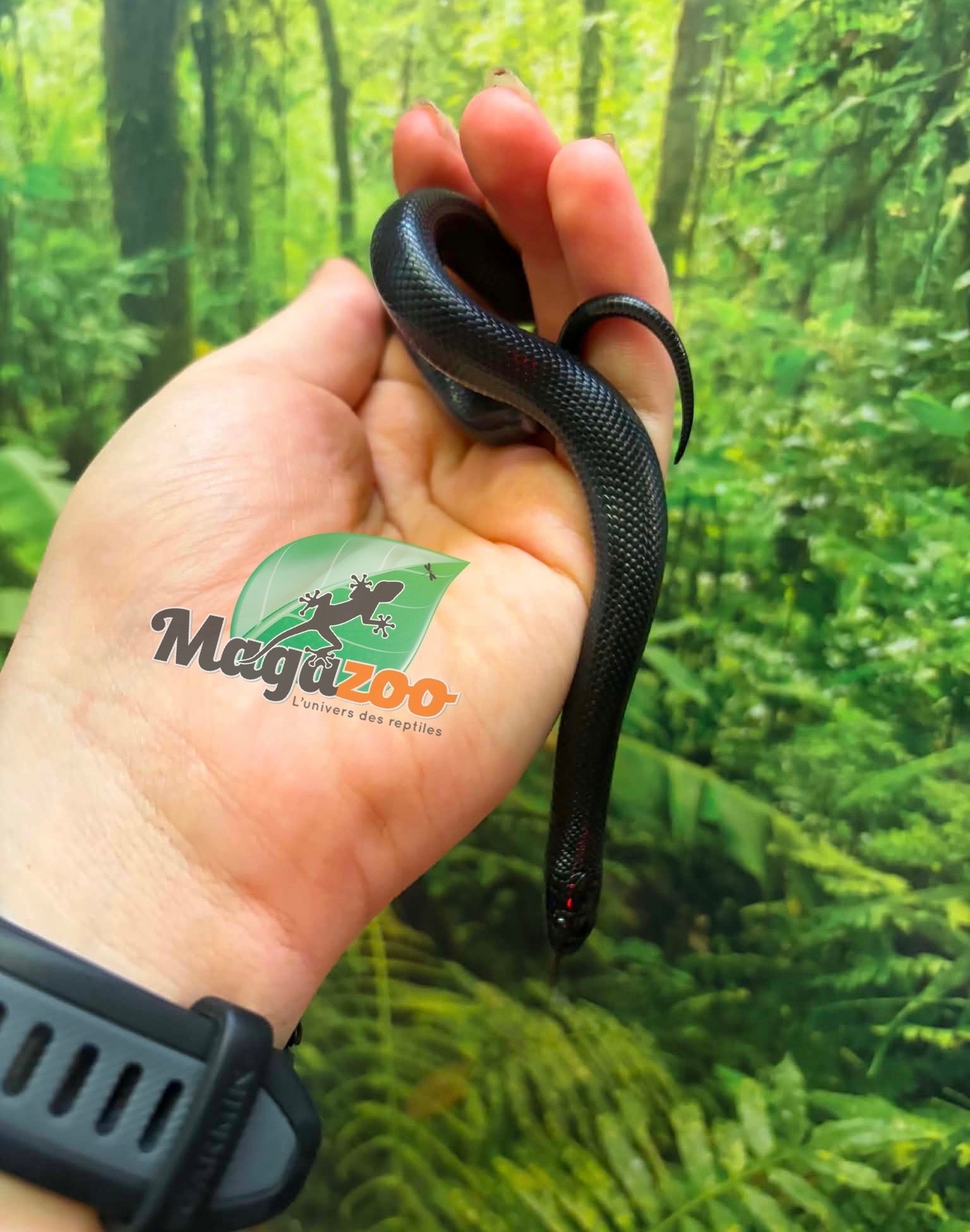 Magazoo Male Mexican black king snake Born May 23, 2026