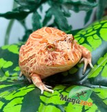 Magazoo Grenouille cornue d'Argentine fraise  (Pac Man) Strawberry