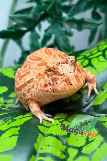 Magazoo Strawberry Horned frog (PacMan)
