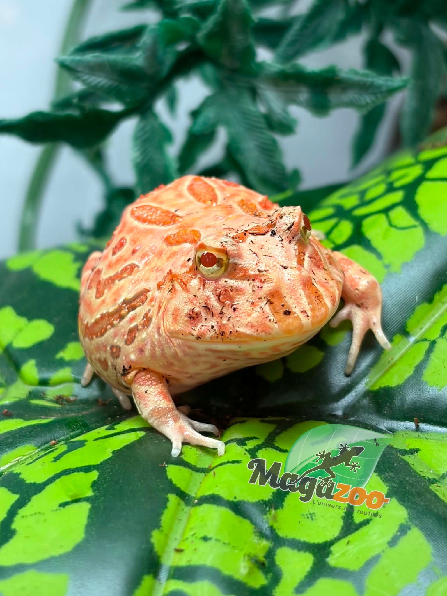 Magazoo Strawberry Horned frog (PacMan)