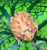 Magazoo Strawberry Horned frog (PacMan)