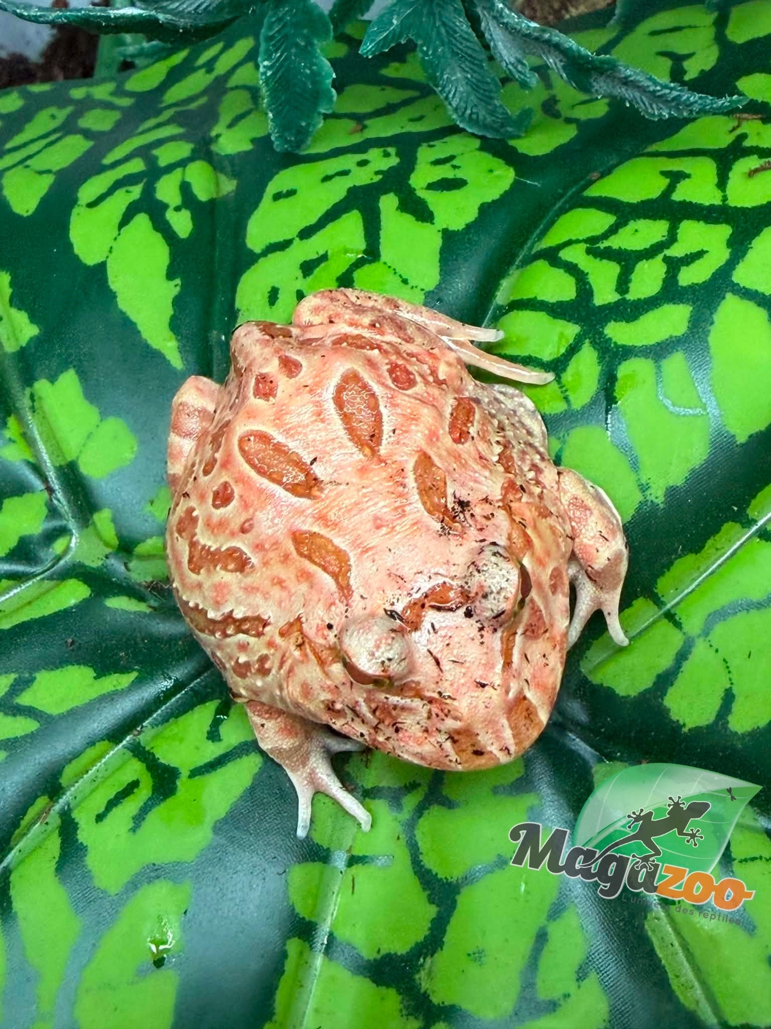 Magazoo Strawberry Horned frog (PacMan)