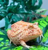 Magazoo Strawberry Horned frog (PacMan)