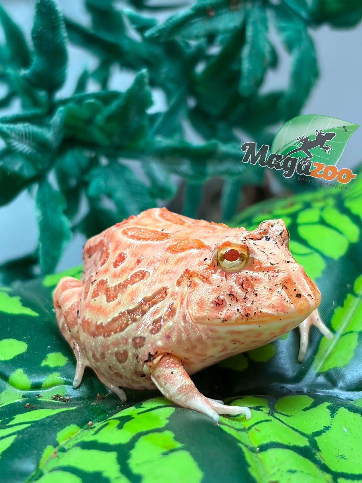 Magazoo Grenouille cornue d'Argentine fraise  (Pac Man) Strawberry