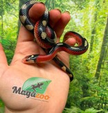 Magazoo Male Splotched Nelson milk snake 8/8/25