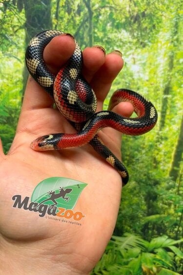 Magazoo Male Splotched Nelson milk snake 8/8/25