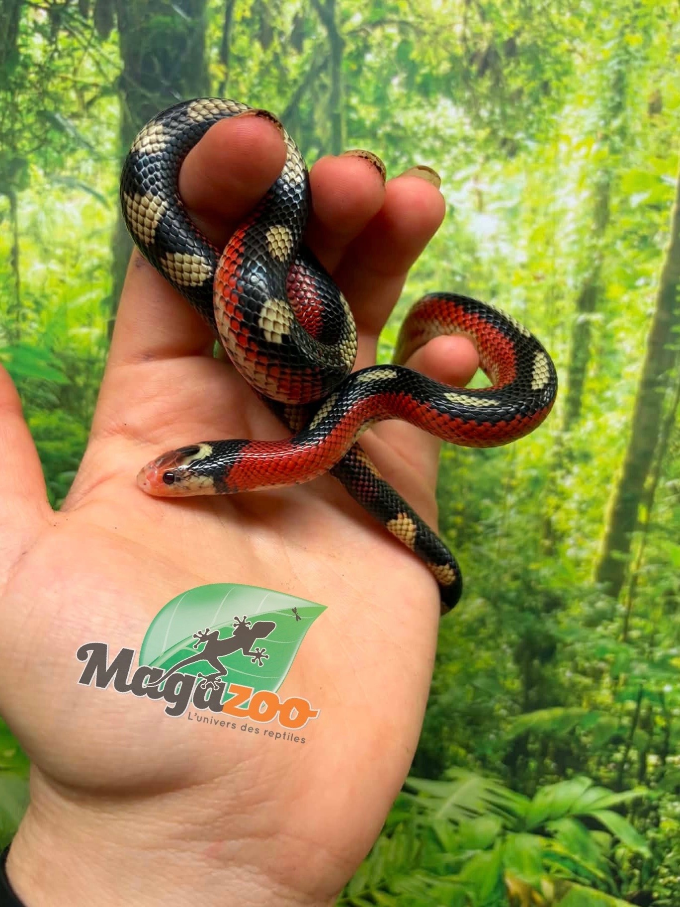 Magazoo Serpent laitier Nelson tacheté (Splotched) Mâle 8/8/25