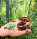 Magazoo Serpent laitier Nelson tacheté (Splotched) Mâle 8/8/25