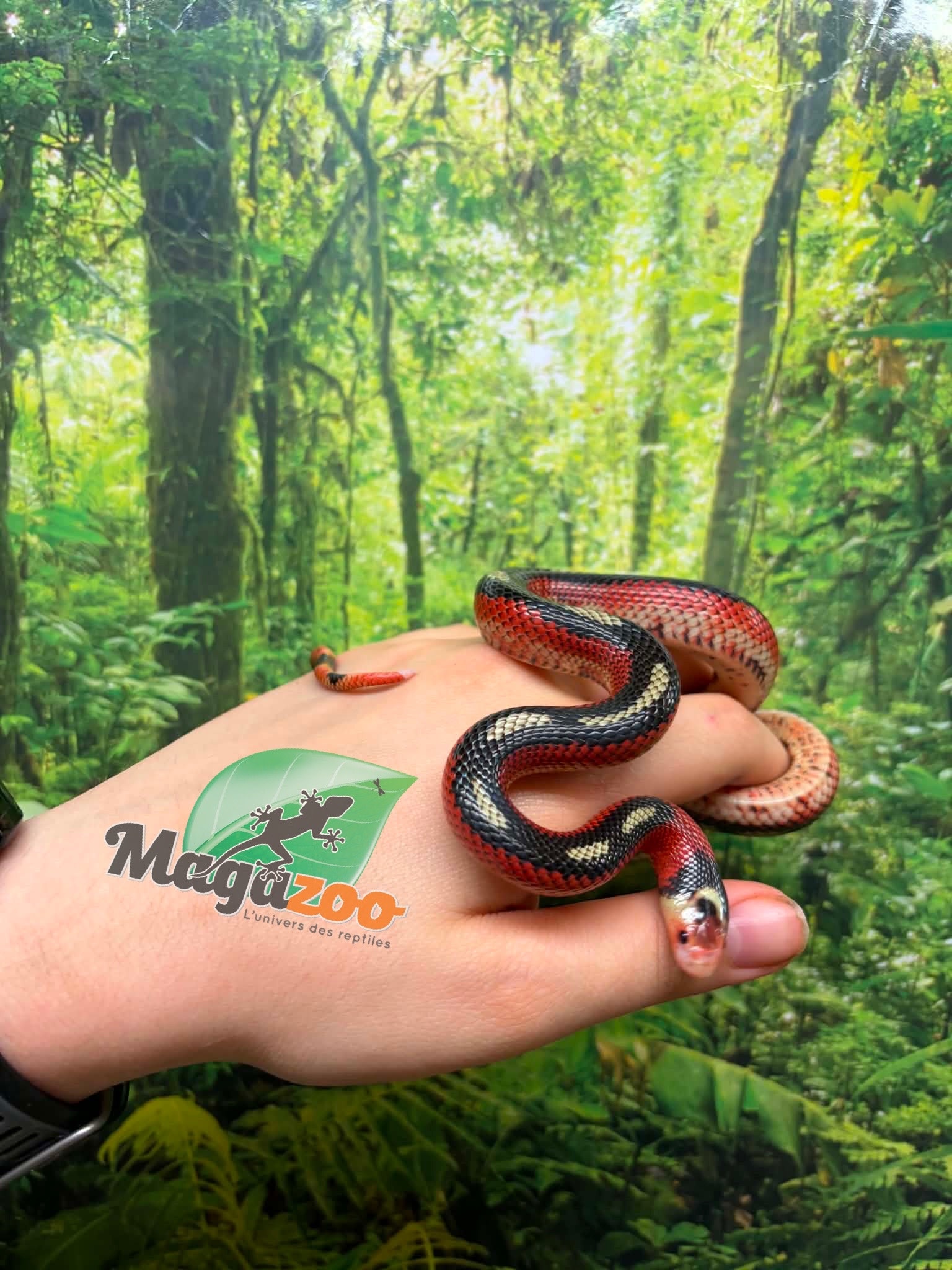 Magazoo Male Splotched Nelson milk snake 8/8/25