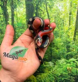 Magazoo Male Splotched Nelson milk snake 8/8/25