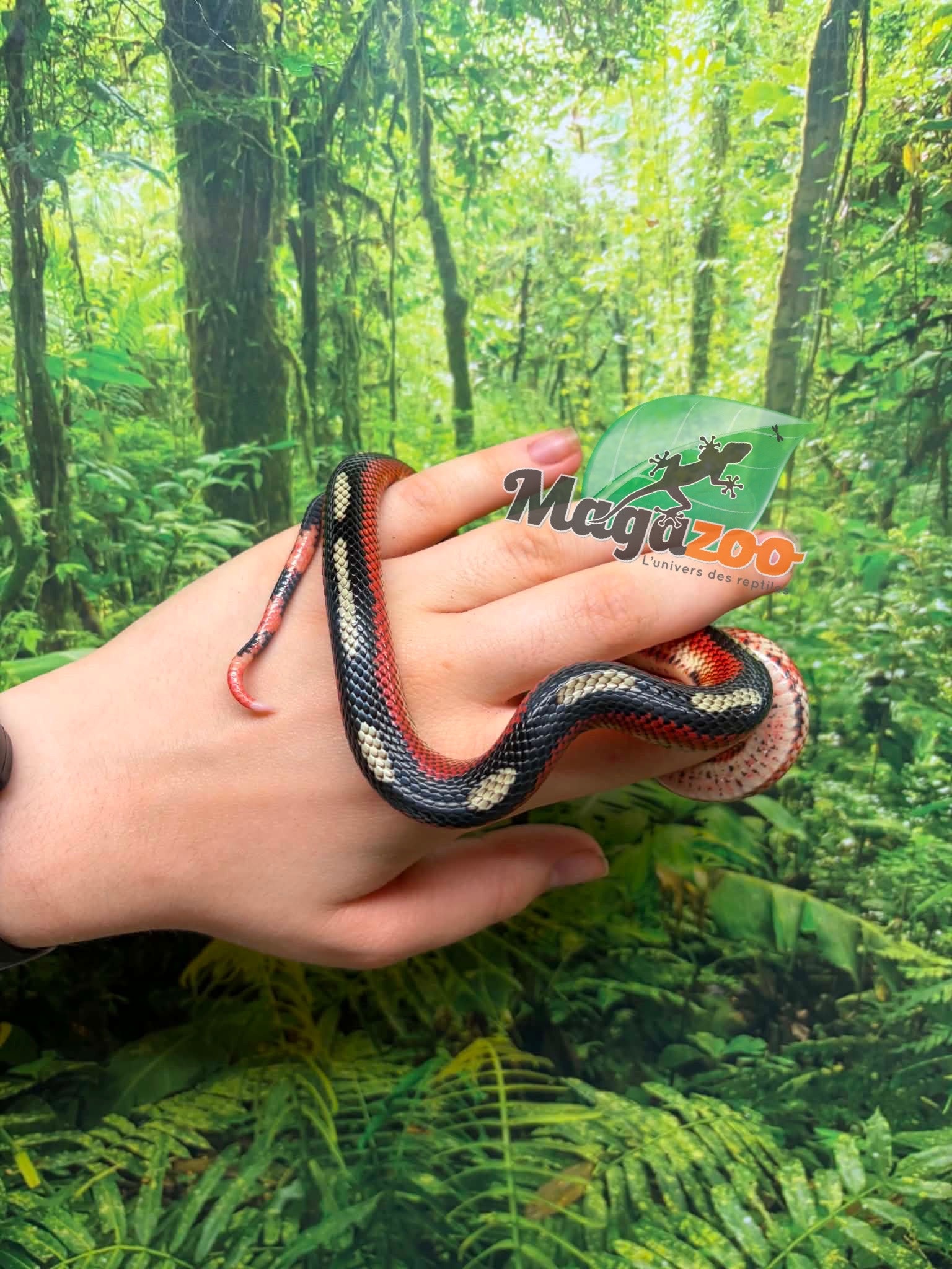 Magazoo Male Splotched Nelson milk snake 8/8/25