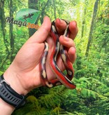 Magazoo Serpent laitier Nelson tacheté (Splotched) Femelle 8/8/25