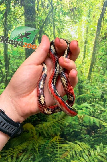 Magazoo Serpent laitier Nelson tacheté (Splotched) Femelle 8/8/25
