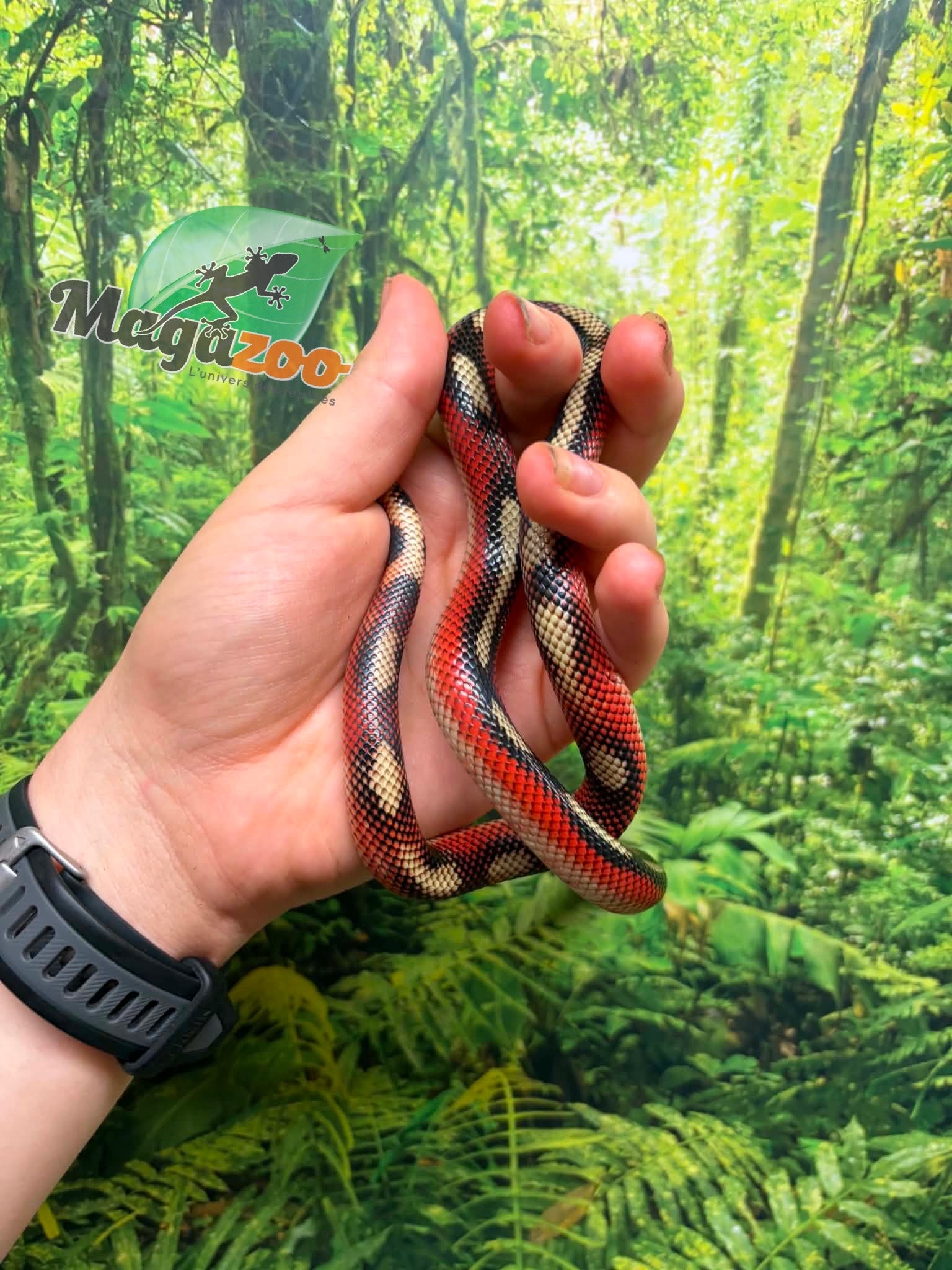 Magazoo Serpent laitier Nelson tacheté (Splotched) Femelle 8/8/25