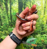 Magazoo Female Splotched Nelson milk snake 8/8/25