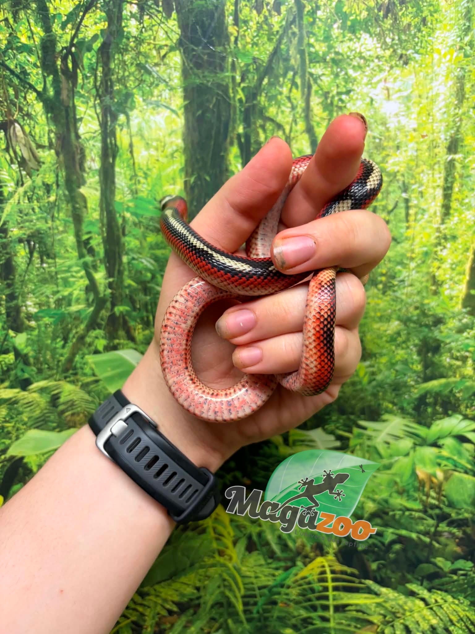 Magazoo Female Splotched Nelson milk snake 8/8/25