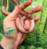 Magazoo Female Splotched Nelson milk snake 8/8/25