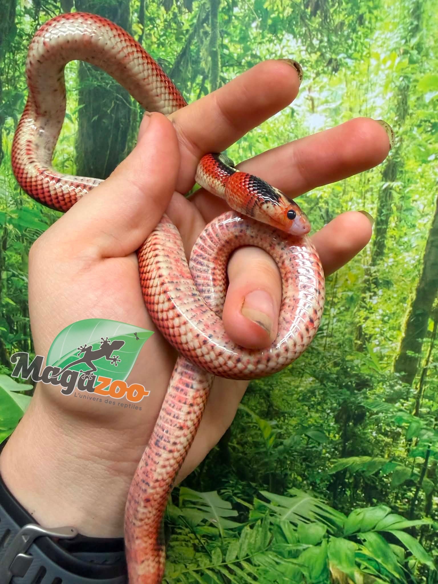 Magazoo Female Splotched Nelson milk snake 8/8/25