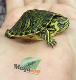 Magazoo Baby Yellow-bellied slider Turtle (Trachemys scripta scripta)