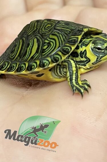 Magazoo Baby Yellow-bellied slider Turtle (Trachemys scripta scripta)