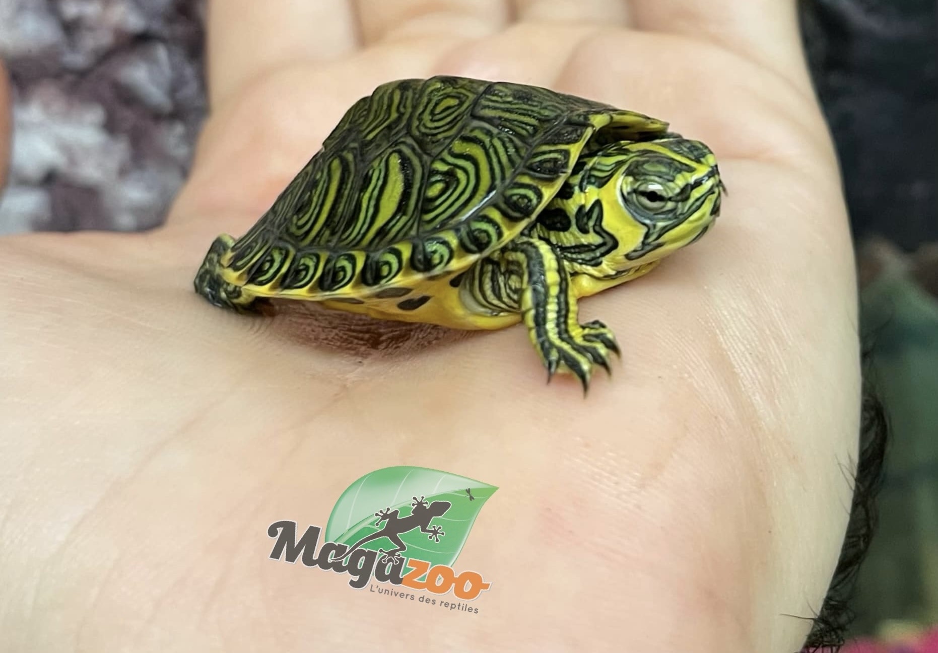 Magazoo Tortue à ventre jaune Bébé (Trachemys scripta scripta)