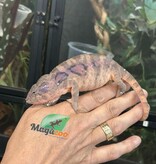 Magazoo Female Ambilobe Panther Chameleon (August 2025) #1