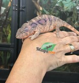 Magazoo Female Ambilobe Panther Chameleon (August 2025) #1