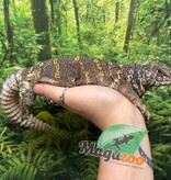 Magazoo Female Uromastyx ornata 7 Years Old Captive Born / 2nd chand - Adoption