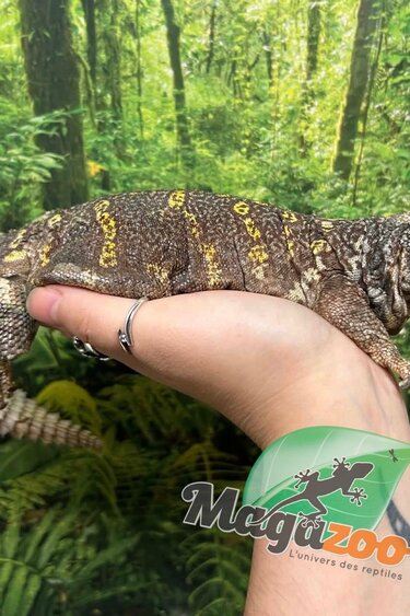 Magazoo Female Uromastyx ornata 7 Years Old Captive Born / 2nd chand - Adoption