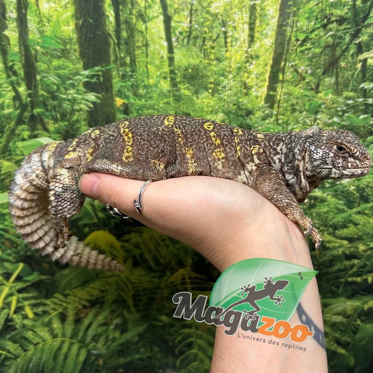 Magazoo Female Uromastyx ornata 7 Years Old Captive Born / 2nd chand - Adoption