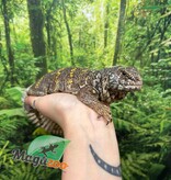 Magazoo Uromastyx Ornata Femelle 7 ans (né en captivité) / Adoption 2ième chance