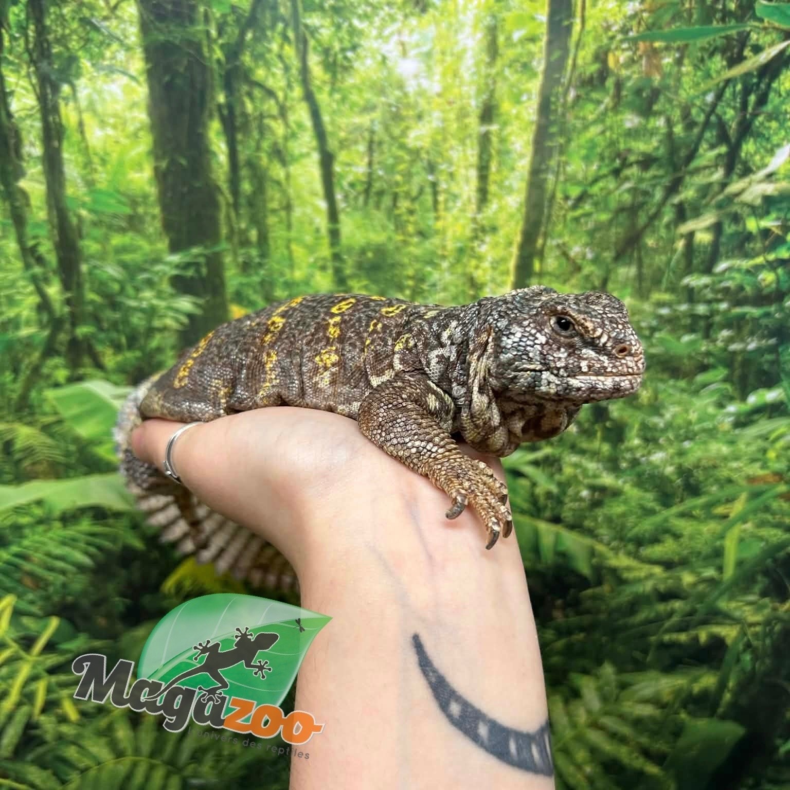 Magazoo Female Uromastyx ornata 7 Years Old Captive Born / 2nd chand - Adoption