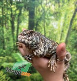 Magazoo Uromastyx Ornata Femelle 7 ans (né en captivité) / Adoption 2ième chance