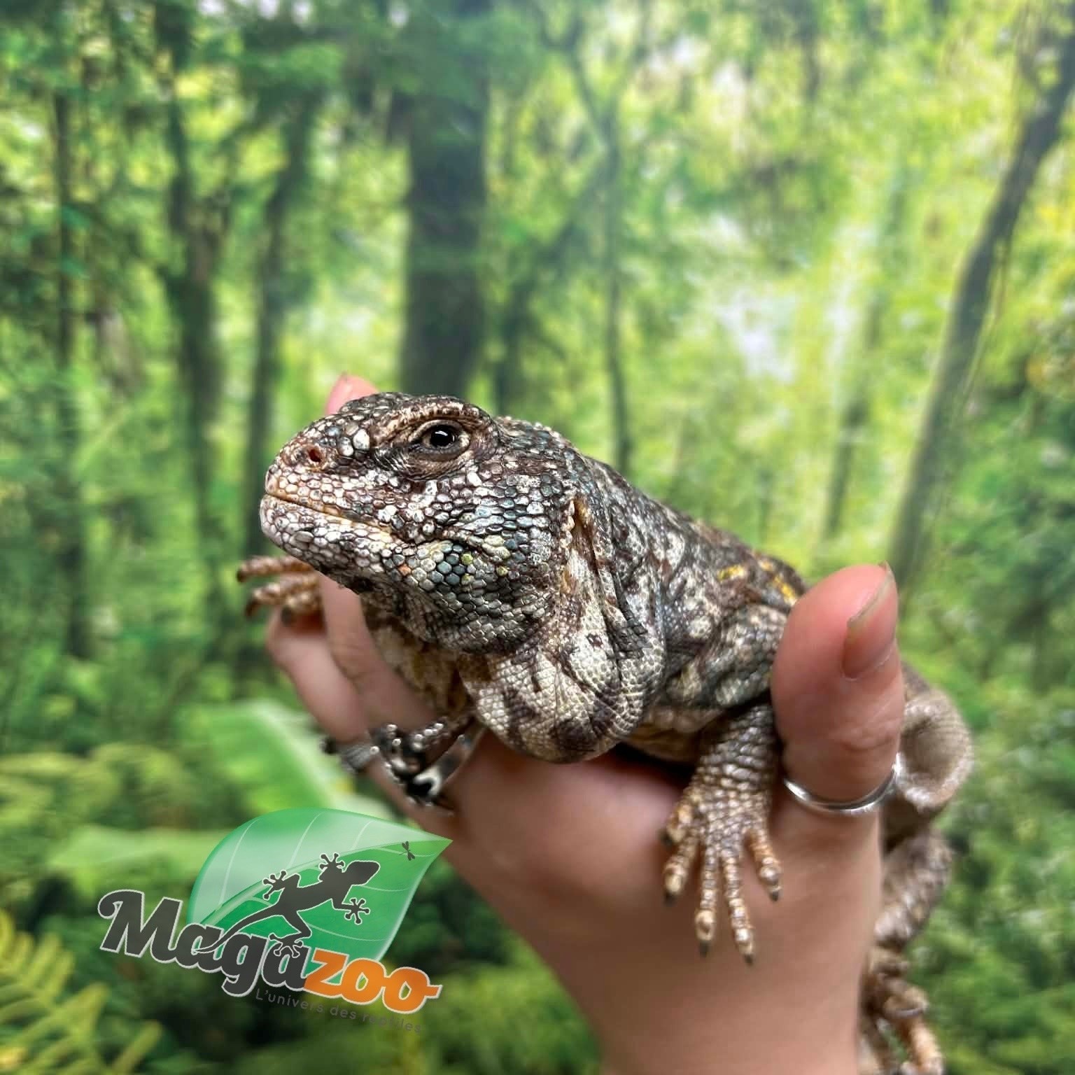 Magazoo Uromastyx Ornata Femelle 7 ans (né en captivité) / Adoption 2ième chance