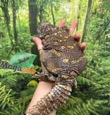Magazoo Uromastyx Ornata Femelle 7 ans (né en captivité) / Adoption 2ième chance