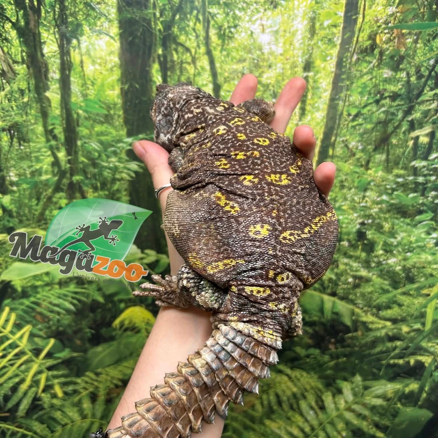 Magazoo Female Uromastyx ornata 7 Years Old Captive Born / 2nd chand - Adoption