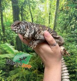 Magazoo Female Uromastyx ornata 7 Years Old Captive Born / 2nd chand - Adoption
