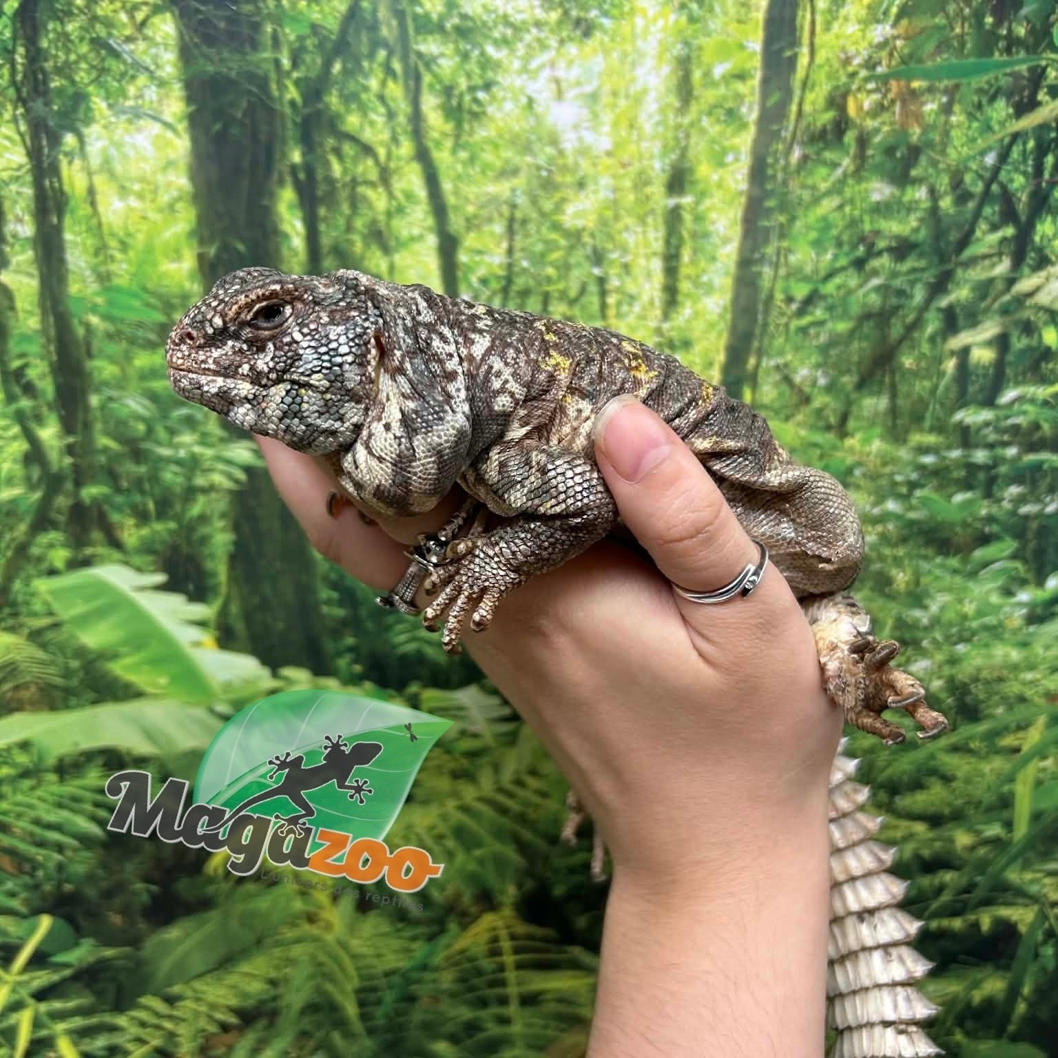 Magazoo Uromastyx Ornata Femelle 7 ans (né en captivité) / Adoption 2ième chance