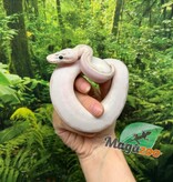 Magazoo Baby Ivory (het. Hypo)(50% het. pied) Ball python #3 (May 14, 2026)