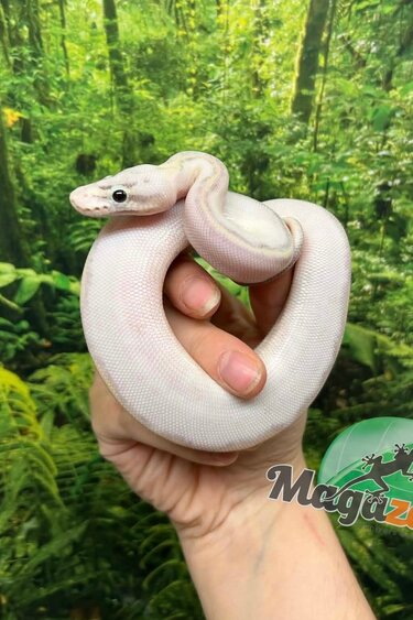 Magazoo Baby Ivory (het. Hypo)(50% het. pied) Ball python #3 (May 14, 2026)